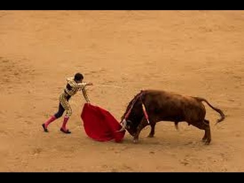 artur toska recommends bull fights gone bad pic