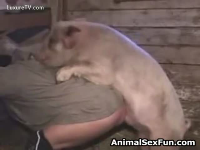 Guy Fucking A Pig asian bus