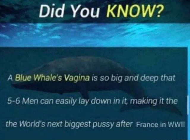 alon mor recommends how big is a whale vagina pic